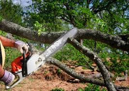 Tree and Shrub Care in Harlem, GA